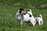 JACK RUSSEL 141